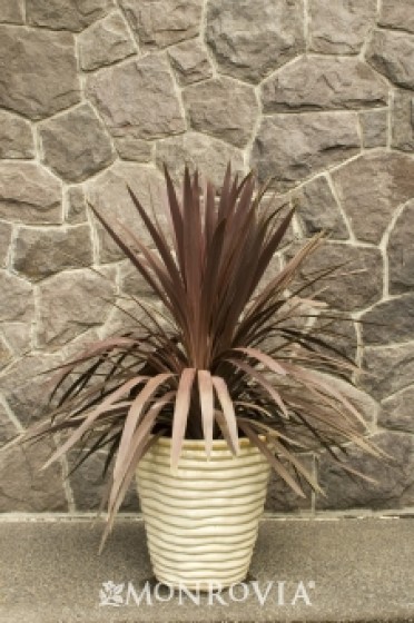 Red Star Dracaena Palm