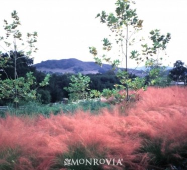 Regal Mist(R) Pink Muhly