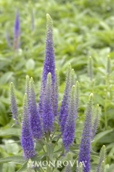 Royal Candles Speedwell