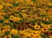 Rudbeckia Denver Daisy Group