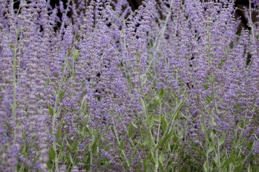 Russian Sage (Perovskia)