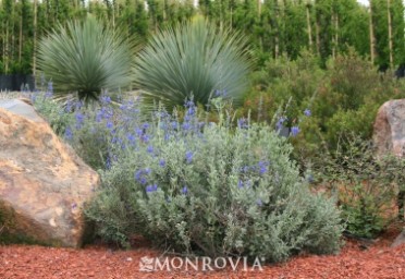 Sage 'Mexican Blue'