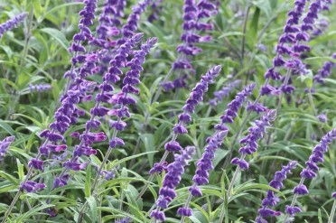 Sage (Salvia)