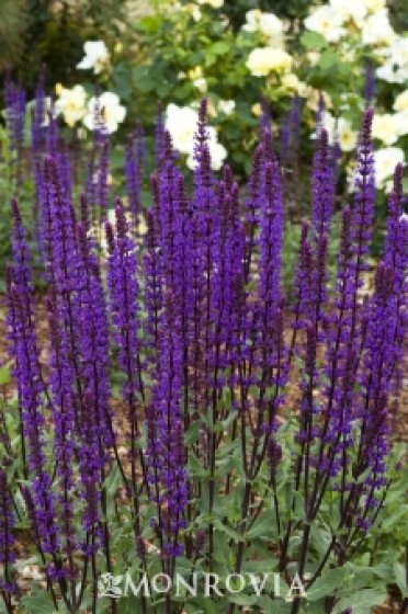 Sage Meadow 'Caradonna'