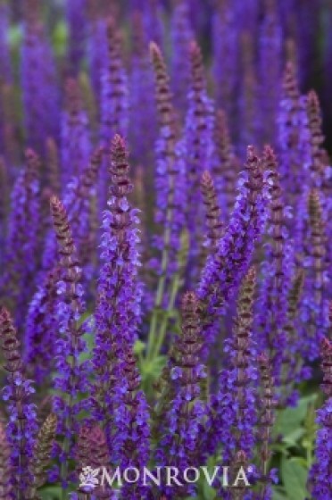 Sage Meadow 'East Friesland'