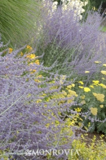 Sage Russian 'Little Spire'