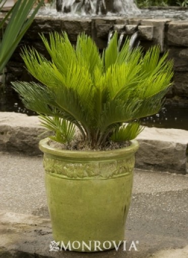 Sago Palm