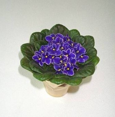 Saintpaulia 'African Violet'