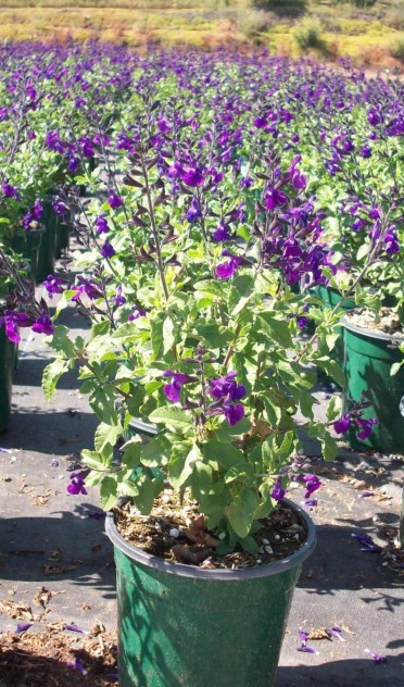 Salvia 'Mesa Purple'