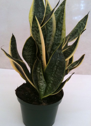 Sansevieria trifasciata 'Snake Futura Superba'