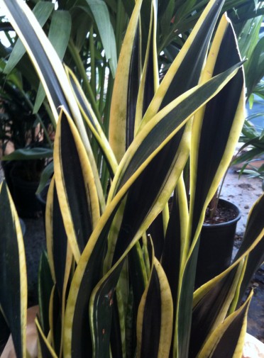 Sansevieria trifasciata 'Snake Plant Black Gold'
