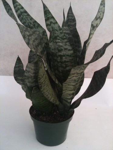 Sansevieria trifasciata 'Snake Plant Robusta'