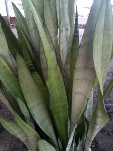 Sansevieria trifasciata 'Snake Plant Silver Queen'