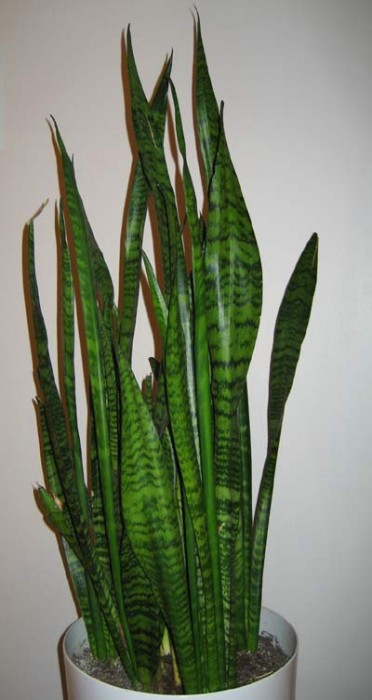 Sansevieria trifasciata 'Snake Plant Zeylanica'