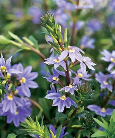 Scaevola aemula 'New Wonder'