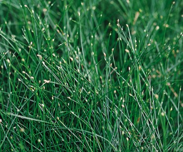 Scirpus isoepsis 'Fiber Optic'