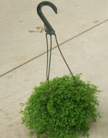 Selaginella kraussiana 'Green Club Moss'