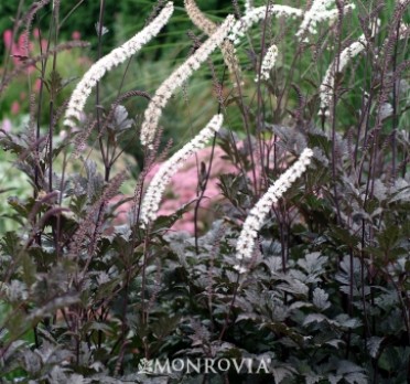 Snakeroot 'Black Negligee'