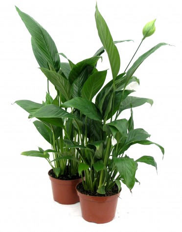 Spathiphyllum 'Peace Lily Cupido'