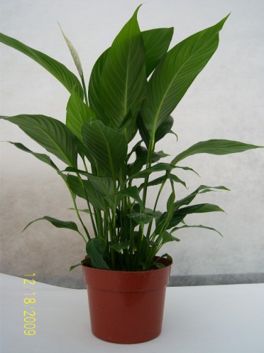 Spathiphyllum 'Peace Lily Emerald Beauty'