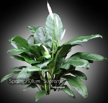 Spathiphyllum 'Peace Lily Supreme'