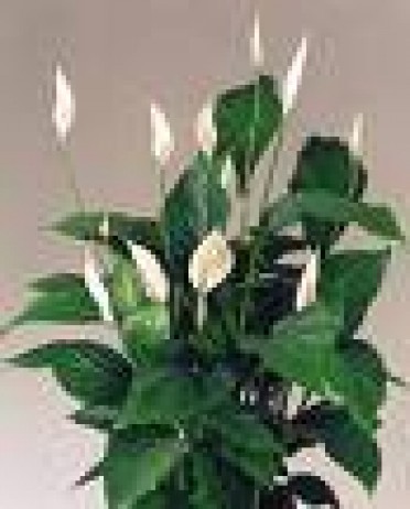 Spathiphyllum 'Peace Lily Sweet Lauretta'
