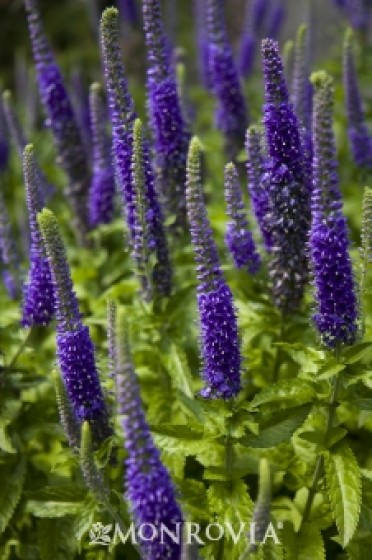 Speedwell 'Sunny Border Blue'