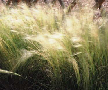 Stipa tenuissima 'Mexican Feather'