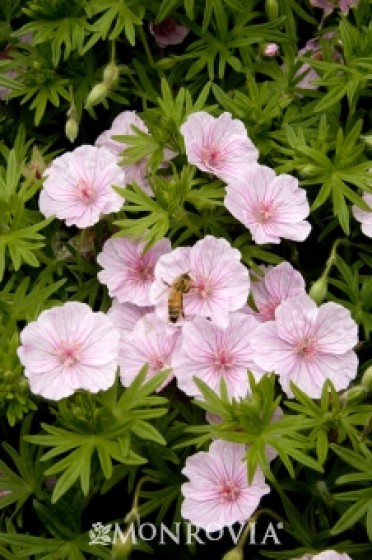 Striped Bloody Cranesbill