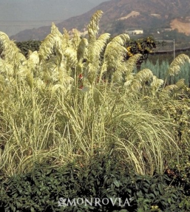 Sun Stripe(R) Variegated Pampas Grass