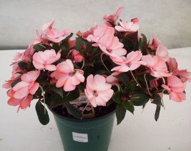 Sunpatiens 'Blush Pink'