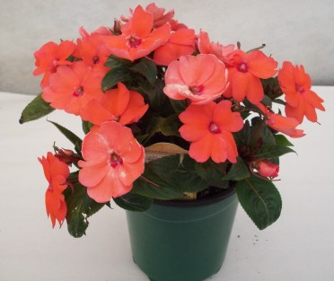 Sunpatiens 'Coral'