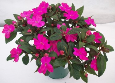 Sunpatiens 'Lilac'