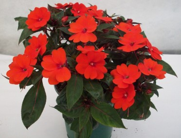 Sunpatiens 'Orange'