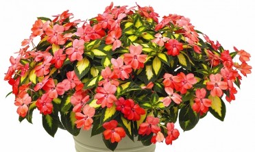 Sunpatiens 'Salmon'