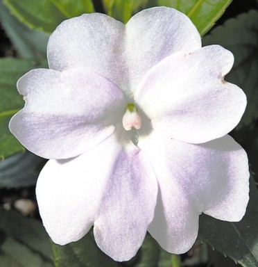 Sunpatiens 'White'