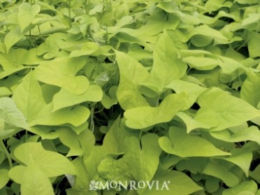 Sweet Potato Vine