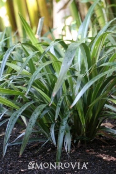 Tasred Flax Lily