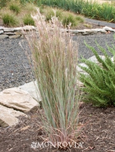 The Blues 'Little Bluestem'