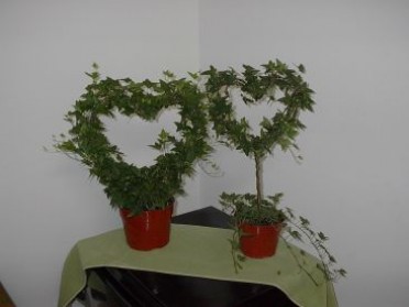 Topiary 'Ivy' Heart on Stem