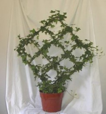 Topiary 'Ivy' Lattice