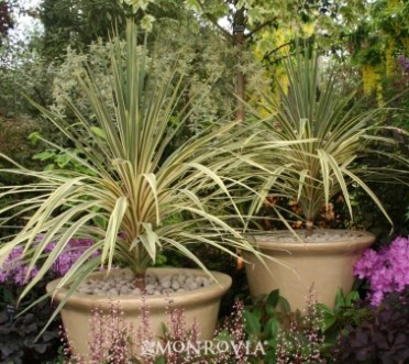 Torbay Dazzler Dracaena Palm