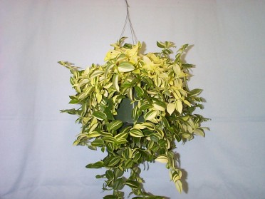 Tradescantia 'Inch Plant Green & Creme'