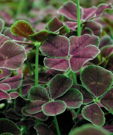 Trifolium repens 'Atropurpureum'