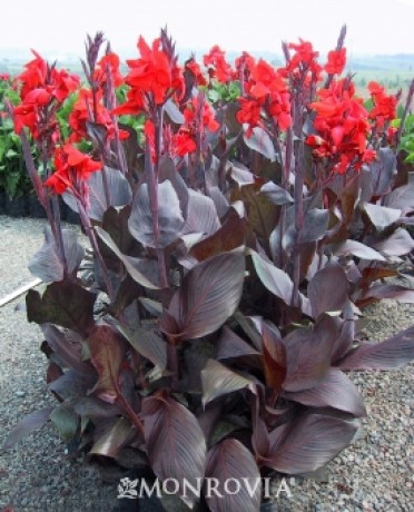 Tropicanna® Black Canna