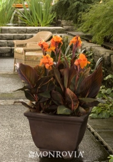 Tropicanna® Canna