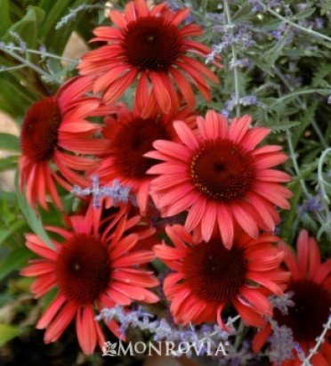 Twilight Big Sky(TM) Series Coneflower