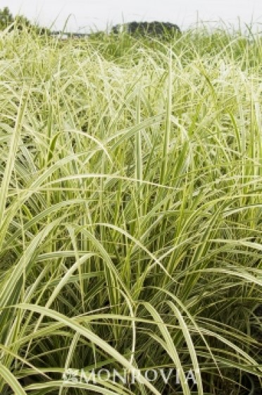 Variegated Japanese Silver Grass