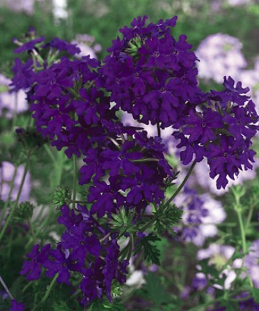 Verbena 'Babylon Blue'