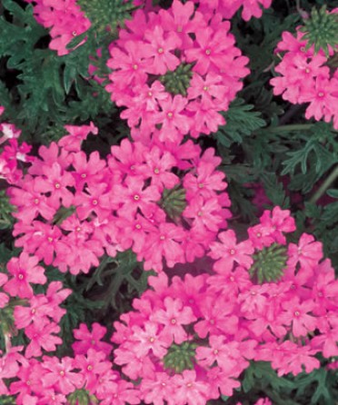 Verbena 'Babylon Deep Pink'